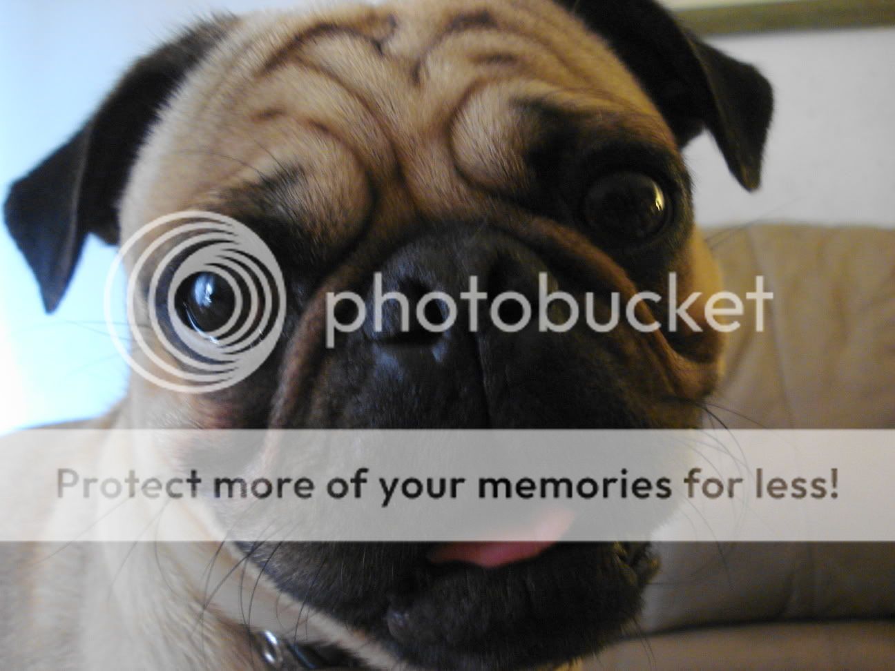 Frank the Pug - Front page updated! - Named after the Pug in Men in